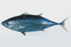 Moon Marine Nakaochi Scrape frozen raw yellowfin tuna